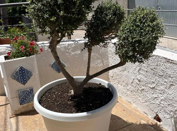 فندق مبيت وإفطار La Pergola